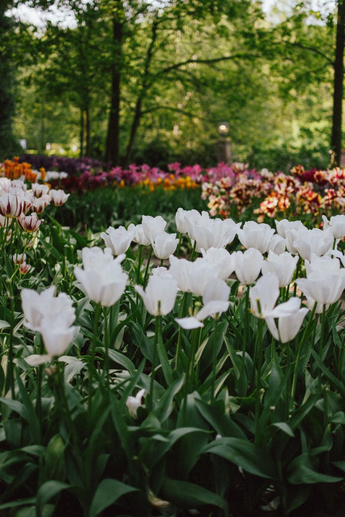 Keukenhof, red gingham dress, midi dress, gucci sneakers, straw bag, andreea birsan, couturezilla, cute summer outfit ideas 2018, when to visit the tulip fields in the netherlands, the best time to visit the dutch tulip fields, the keukenhof gardens, plan a trip to the netherlands, holland, dutch tulips, dutch tulip garden near amsterdam, the most beautiful park in europe, where to find the most beautiful flowers for photos, instagram worthy spots in holland, the popular tulip fields from instagram, the best time for visiting the popular tulip fields you keep seeing on instagram, zara sold out midi gingham dress, h&m straw boater hat, flower fields, white dress, straw bag, the white wicker bag from mango, mango white straw box bag, box bag, handmade bamboo bag, the best summer bags, handmade bags, soap bubbles, keukenhof park, keukenhof gardens, the price for a ticket at keukenhof, how’s the weather at keukenhof, lisse, the netherlands, hollidays in the netherlands, gucci ace heart embroidered sneakers, white leather trainers, white gucci shoes, gucci white shoes with hearts, gucci ace sneakers, the best gucci sneakers, how to look Parisian chic, European summer street style inspiration for women 2017, pinterest chic outfit ideas for woman, summer outfit ideas, summer ootd inspiration, outfit of the day, ootd, fashion icon, style inspiration, fashionista, fashion inspiration, style inspo, what to wear in summer, how to look French, chic on a budget, zara outfit, mango, topshop, asos, river island, forever 21, urban outfitters, how to mix high end pieces with luxury ones, zara and Gucci,outfit alternatives for summer, tomboy chic, minimal outfit, tumblr girls photos, pictures, happy girl, women, smart casual outfits, the best outfit ideas 2017, what to wear when you don’t feel inspired, summer in Europe, weekend attire, uniform, French women in summer, European outfit ideas 2017, minimal chic outfit, how to stand out, the best outfit ideas for summer, the sunglasses you have seen everywhere on Instagram, glasses, uk fashion blogger, united kingdom, uk fashion blog, fashion and travel blog, Europe, women with style, street style, summer fashion trends 2017, best fashion ideas, styling, fall fashion, fall outfit, fall ootd, fall perfect, transitional dressing, best transitional outfit ideas, how to wear statement earrings, dressing for autumn, autumn outfit, winter outfit ideas for work and school 2017