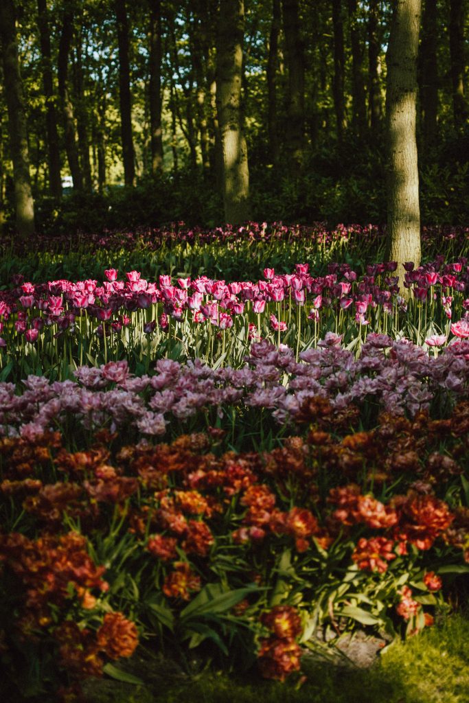 Keukenhof, red gingham dress, midi dress, gucci sneakers, straw bag, andreea birsan, couturezilla, cute summer outfit ideas 2018, when to visit the tulip fields in the netherlands, the best time to visit the dutch tulip fields, the keukenhof gardens, plan a trip to the netherlands, holland, dutch tulips, dutch tulip garden near amsterdam, the most beautiful park in europe, where to find the most beautiful flowers for photos, instagram worthy spots in holland, the popular tulip fields from instagram, the best time for visiting the popular tulip fields you keep seeing on instagram, zara sold out midi gingham dress, h&m straw boater hat, flower fields, white dress, straw bag, the white wicker bag from mango, mango white straw box bag, box bag, handmade bamboo bag, the best summer bags, handmade bags, soap bubbles, keukenhof park, keukenhof gardens, the price for a ticket at keukenhof, how’s the weather at keukenhof, lisse, the netherlands, hollidays in the netherlands, gucci ace heart embroidered sneakers, white leather trainers, white gucci shoes, gucci white shoes with hearts, gucci ace sneakers, the best gucci sneakers, how to look Parisian chic, European summer street style inspiration for women 2017, pinterest chic outfit ideas for woman, summer outfit ideas, summer ootd inspiration, outfit of the day, ootd, fashion icon, style inspiration, fashionista, fashion inspiration, style inspo, what to wear in summer, how to look French, chic on a budget, zara outfit, mango, topshop, asos, river island, forever 21, urban outfitters, how to mix high end pieces with luxury ones, zara and Gucci,outfit alternatives for summer, tomboy chic, minimal outfit, tumblr girls photos, pictures, happy girl, women, smart casual outfits, the best outfit ideas 2017, what to wear when you don’t feel inspired, summer in Europe, weekend attire, uniform, French women in summer, European outfit ideas 2017, minimal chic outfit, how to stand out, the best outfit ideas for summer, the sunglasses you have seen everywhere on Instagram, glasses, uk fashion blogger, united kingdom, uk fashion blog, fashion and travel blog, Europe, women with style, street style, summer fashion trends 2017, best fashion ideas, styling, fall fashion, fall outfit, fall ootd, fall perfect, transitional dressing, best transitional outfit ideas, how to wear statement earrings, dressing for autumn, autumn outfit, winter outfit ideas for work and school 2017